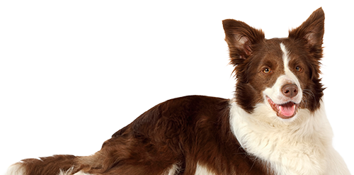 Pet Friendly - Aqui, seu melhor amigo é bem-vindo em nosso deck! Pet Friendly - Aqui, seu melhor amigo é bem-vindo em nosso deck!